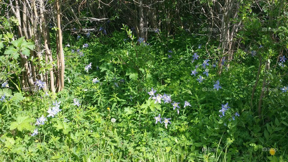 Field of Columbines