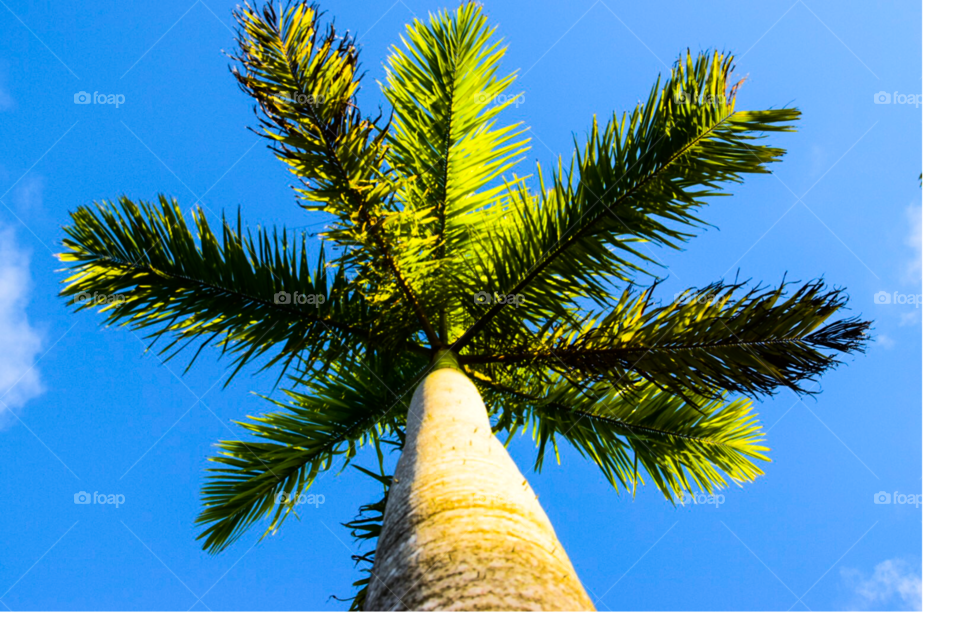 Palm tree against a blue sky