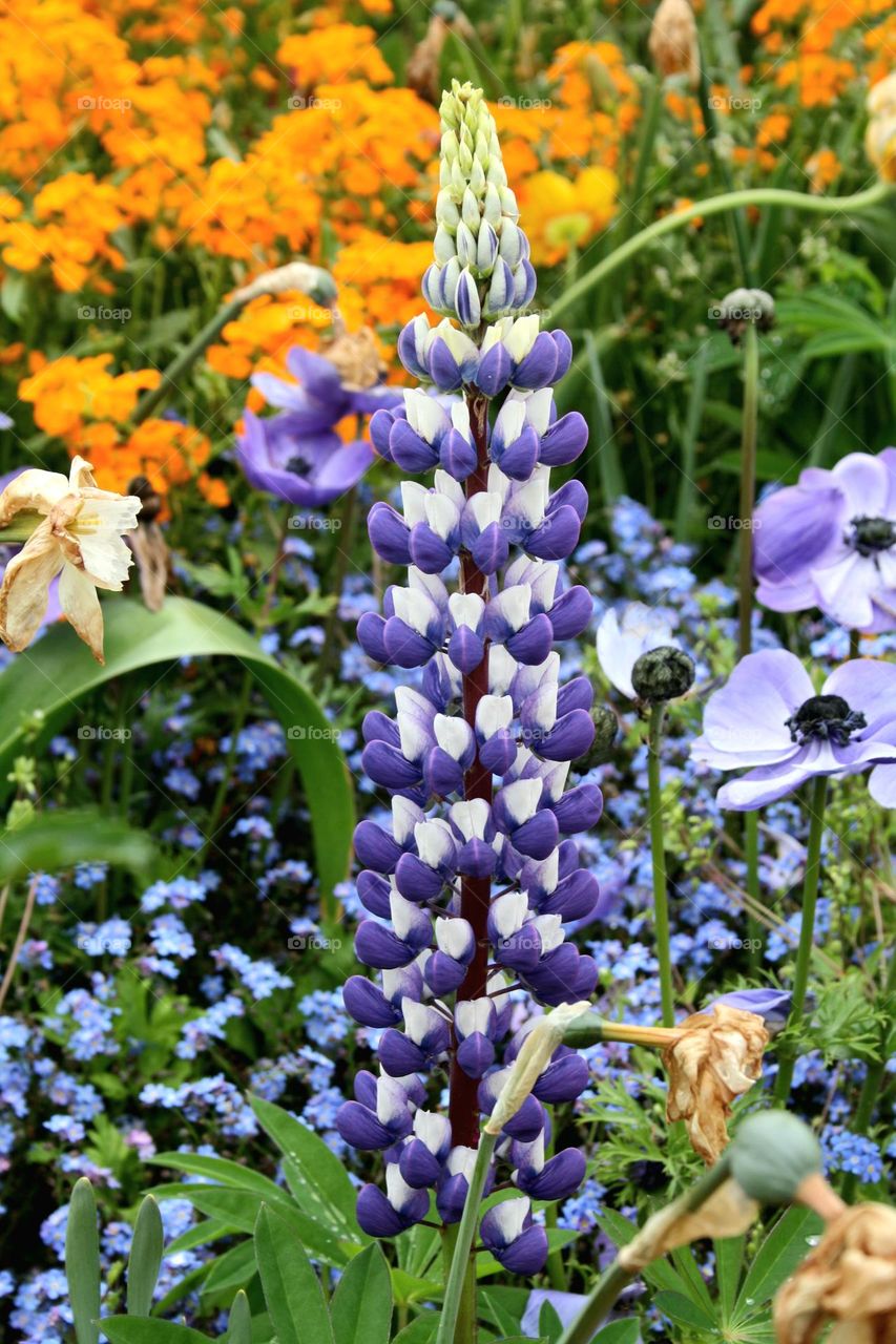 beautiful floral splendor