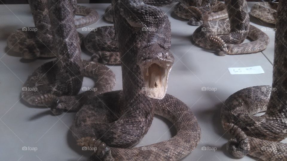 snake ready to strike. this was my first roundup