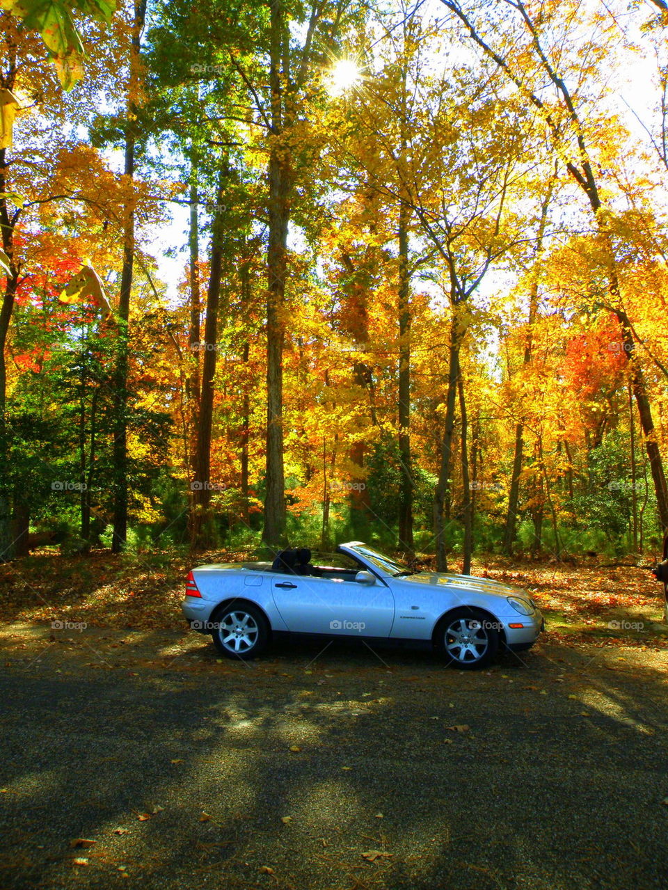 Car in the woods