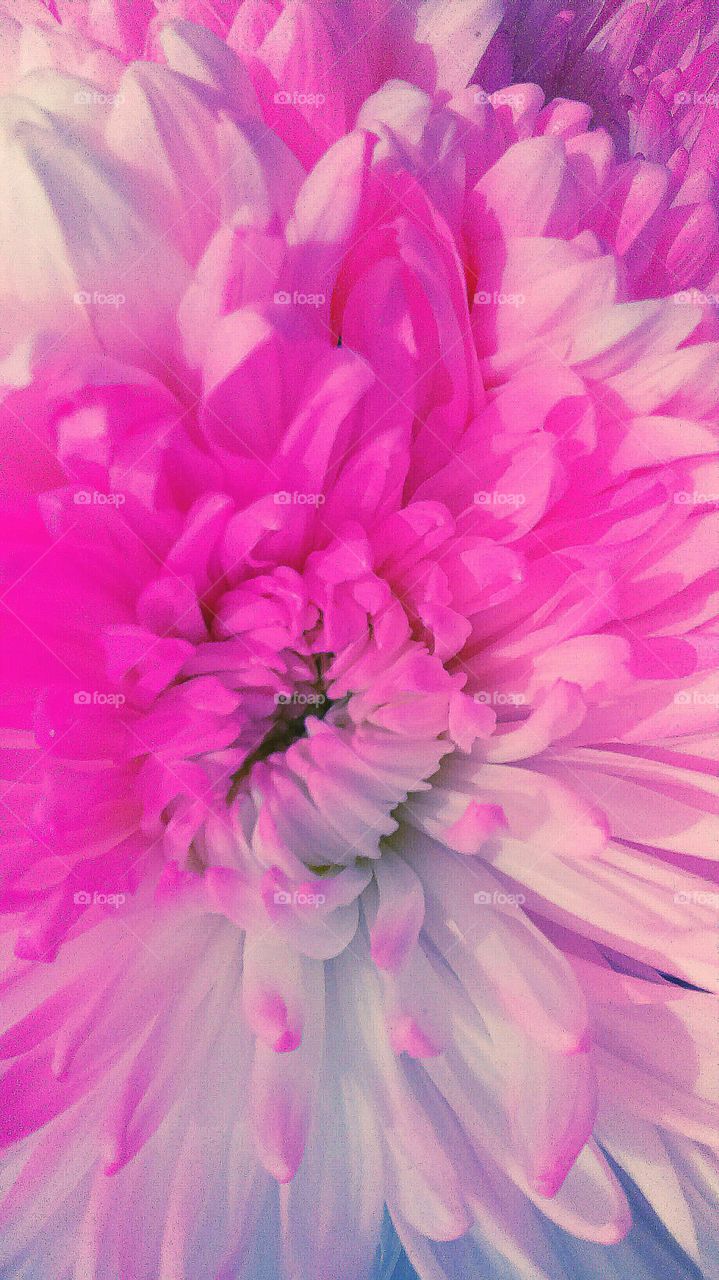 pink and white flower burst