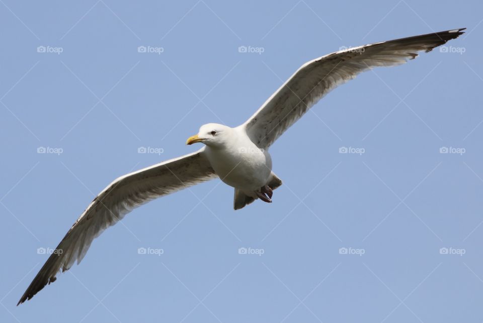 Seagull 
