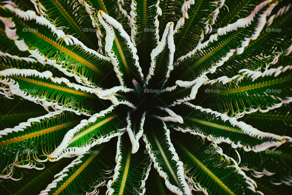 Star-shaped plant