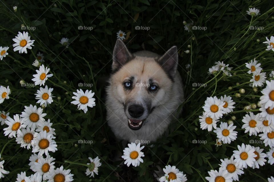 Istas in flowers 