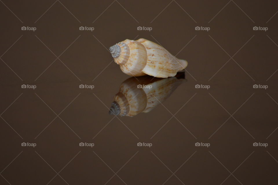 sea shell