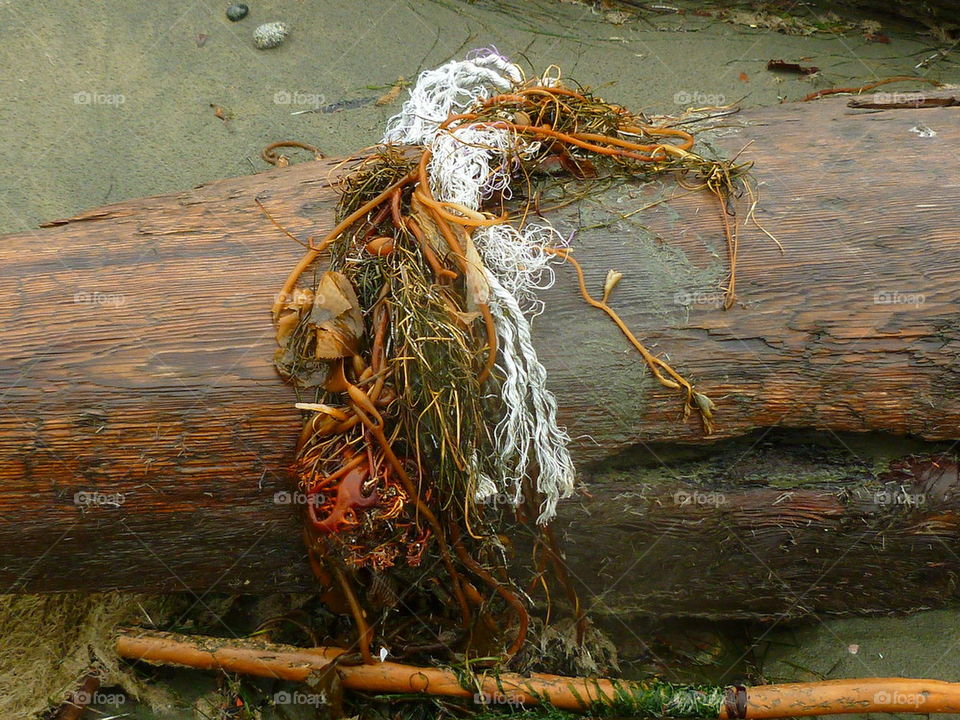 What the Tide Leaves Behind