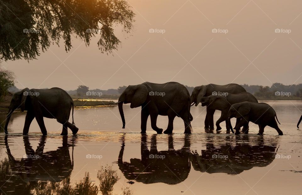 A herd of elephants at sunset 