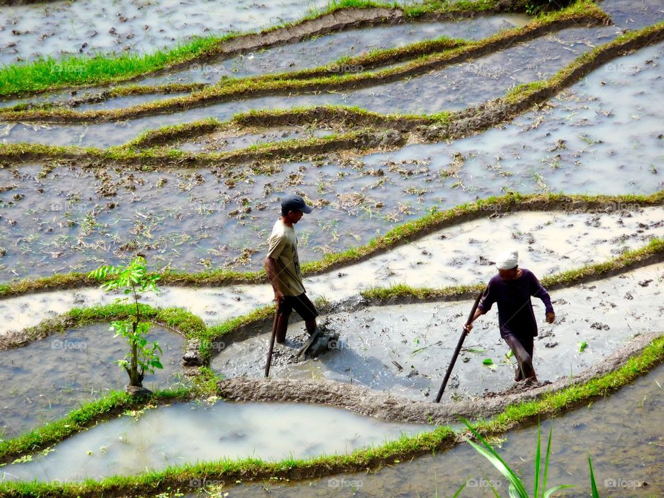 Rice Field in Bali