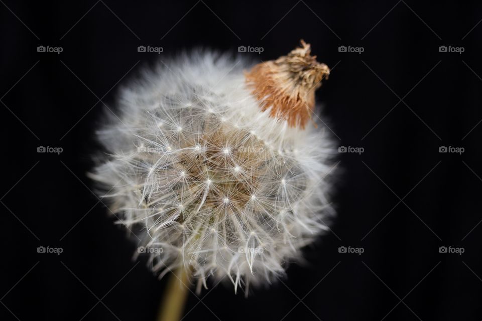 Dry dandelion flower at outdoors