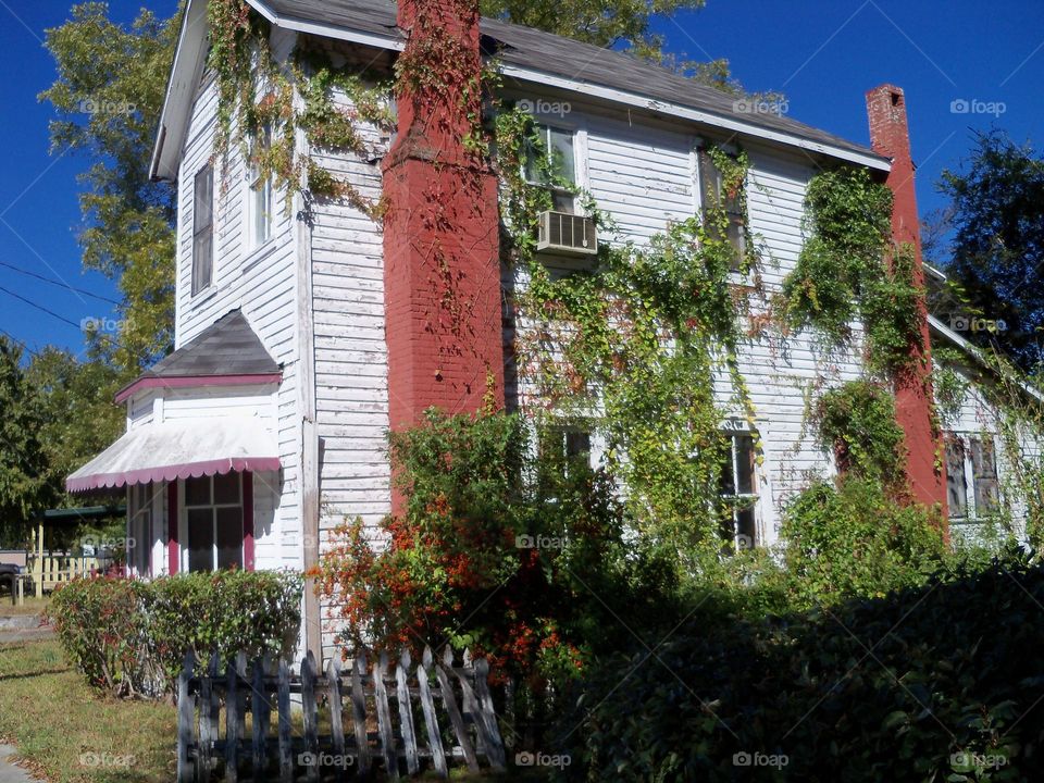 Vine growing on side wall of wooden house downtown High Springs Florida USA