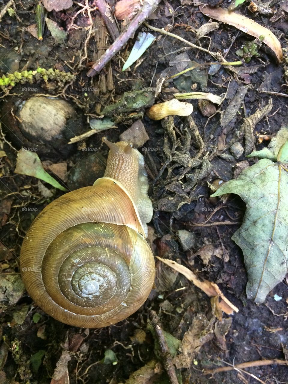 Forest snail