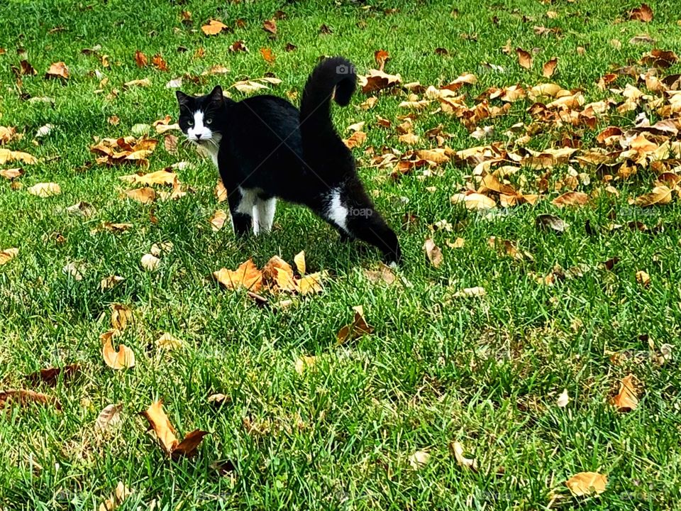 Black and white cat in fall faded leaves