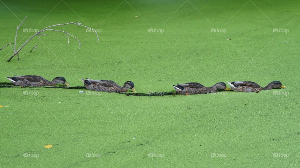 Four ducks in a single file