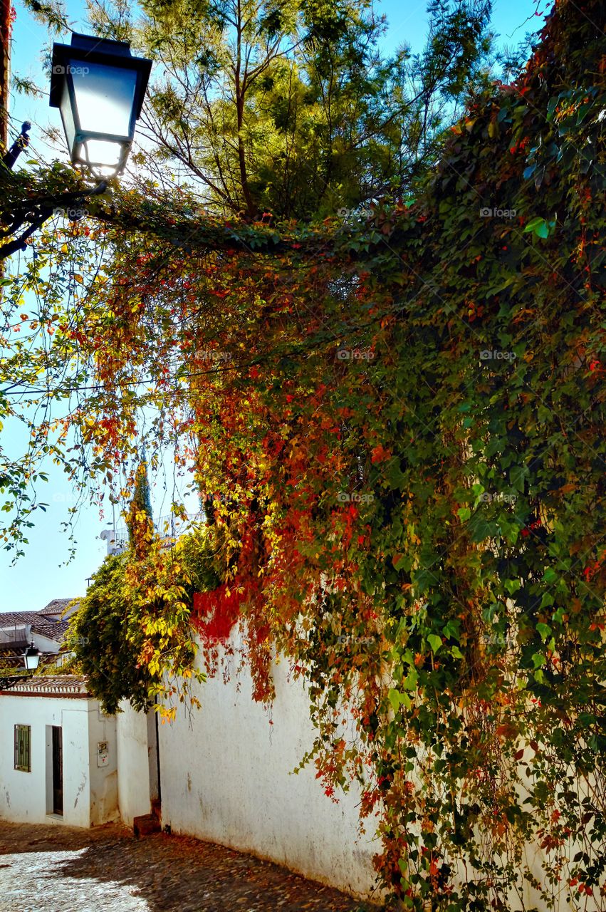 Leaf, Tree, No Person, Wood, Fall