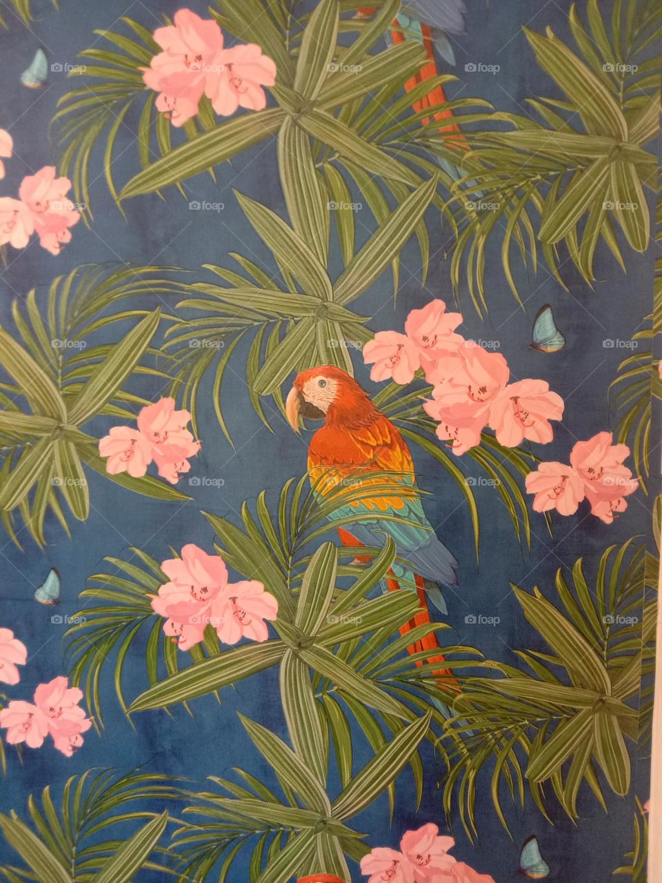 parrot and Butterfly together.🦋🦜