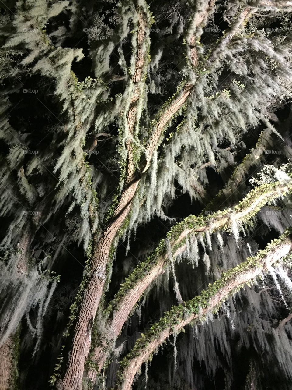 Moss hanging in Live Oak Tree 