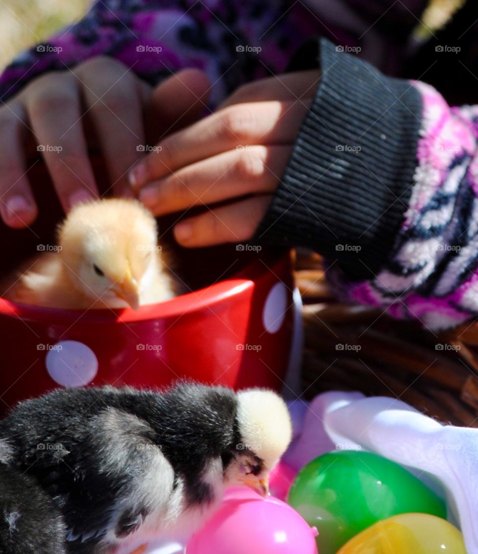 Easter Chicks