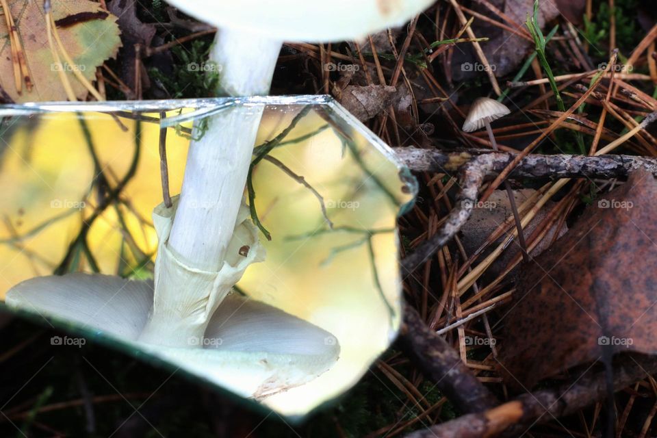 Reflection of a white mushroom in a mirror and next to it a very small white mushroom on the dark brown forest floor