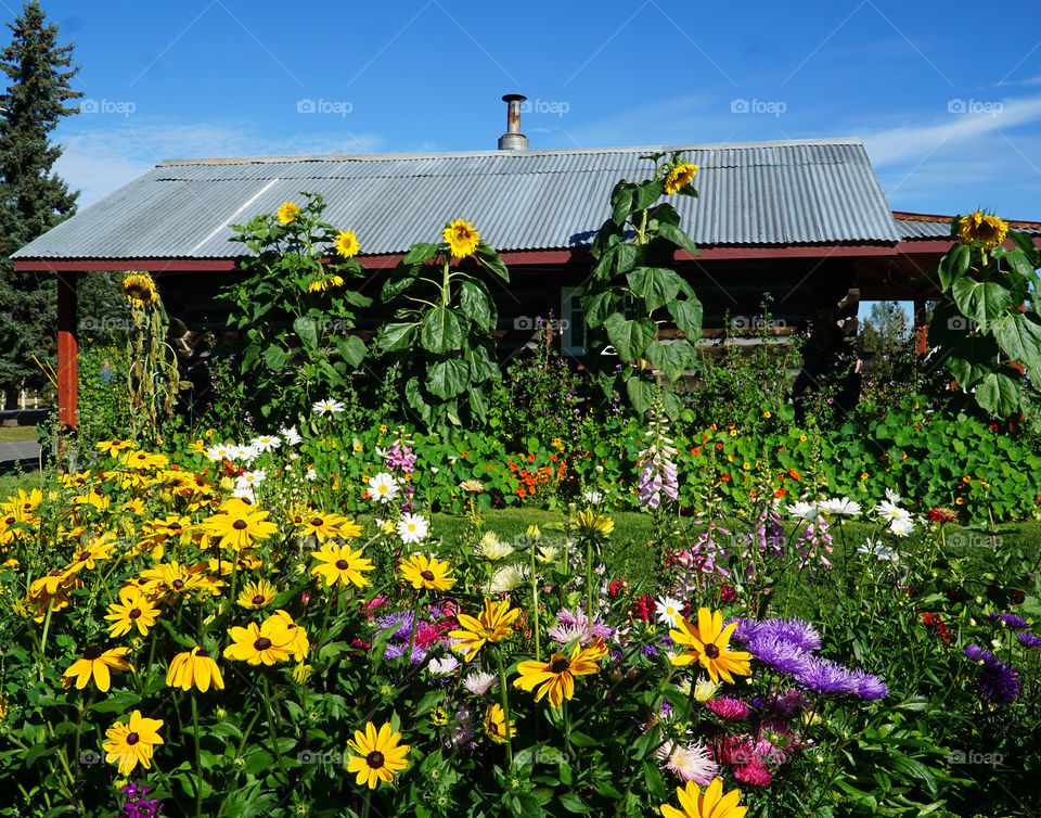 Garden of colorful flowers in front of old building with metal roof 