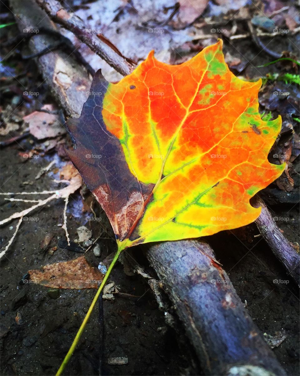 Fall, Leaf, Nature, Maple, Season