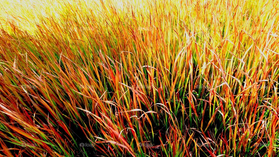 Grass rainbow