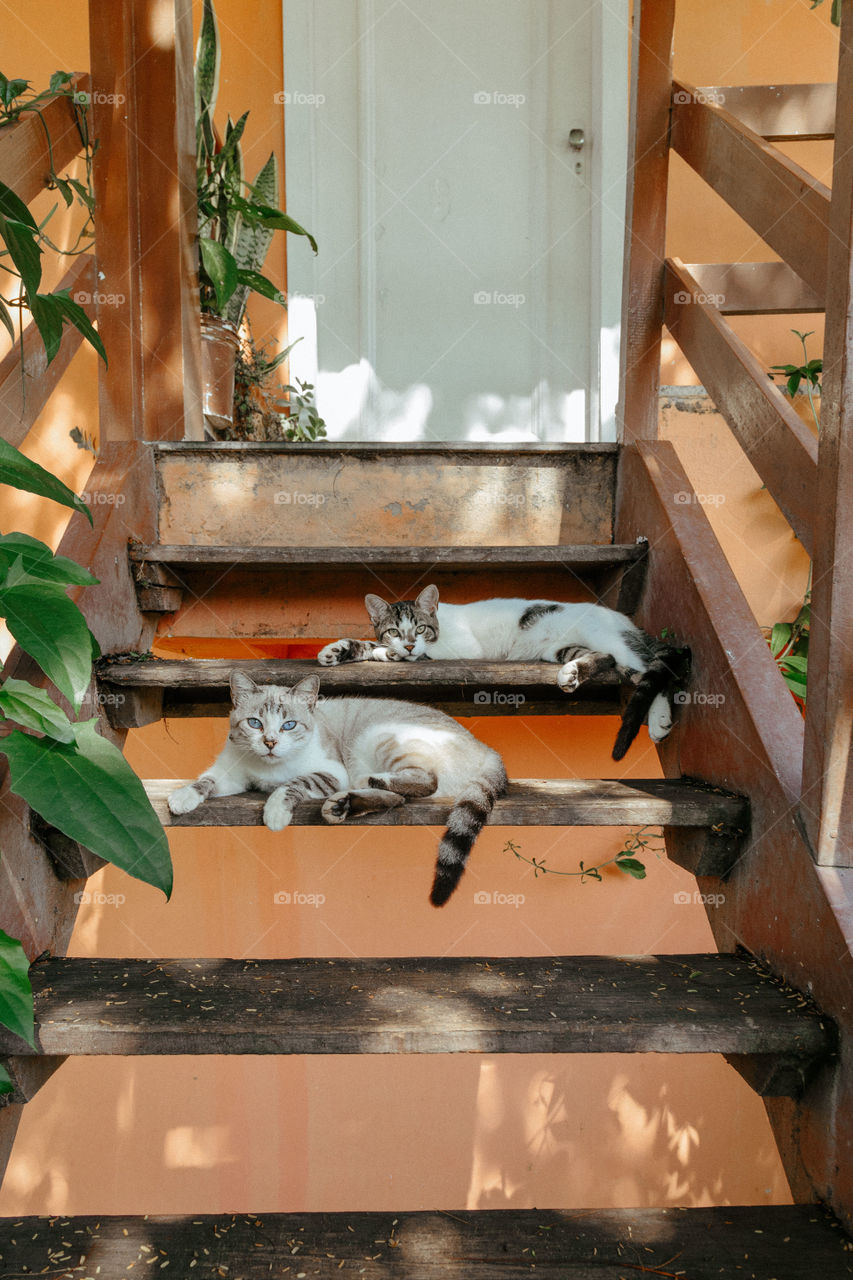Lindos gatos na praia de Armação dos Búzios no Rio de Janeiro, Brasil. Esses animais são incríveis