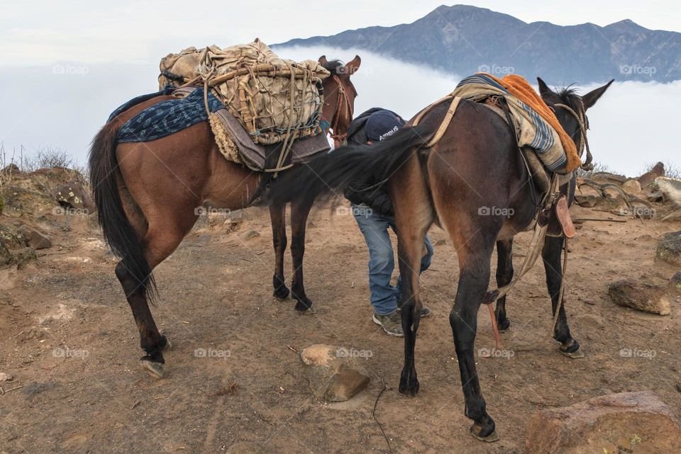 Beasts of burden. Mules for transportation in the Andes.