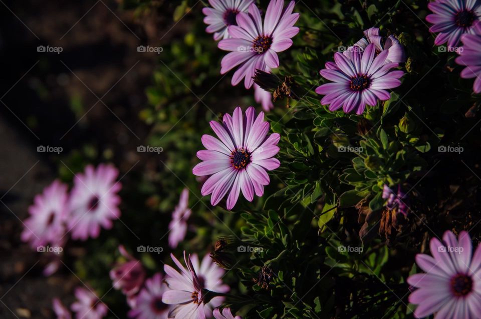 Who does love flowers 😍