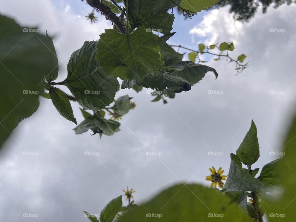 Clouds and sky viewed from the underside of a leafy flowering bush in a local park. A patch of blue sky is peeking through. Yellow flowers provide bright accents. 