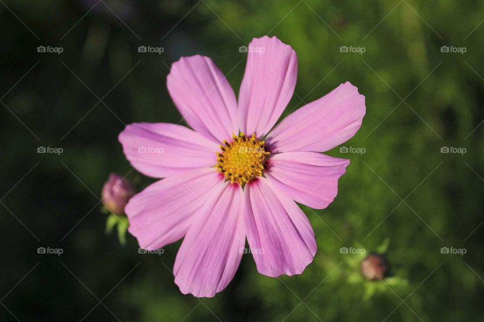 Pink flower