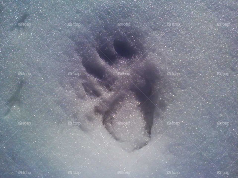 Bear paw in snow