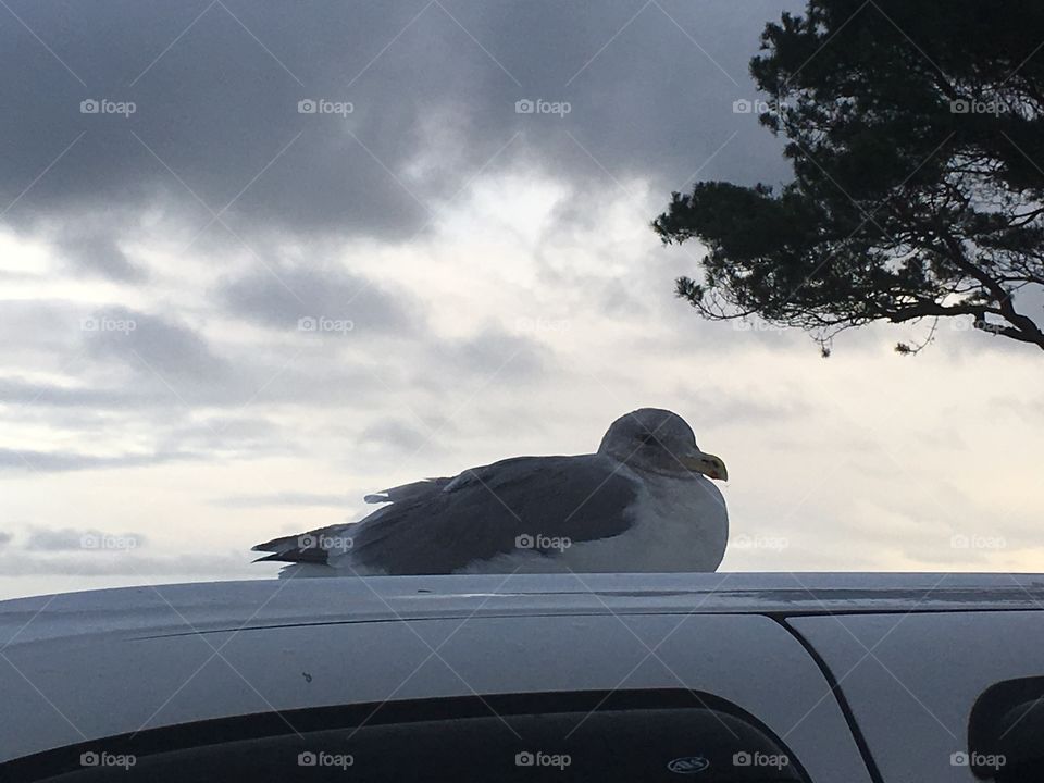 Seagull sitting on top of the car