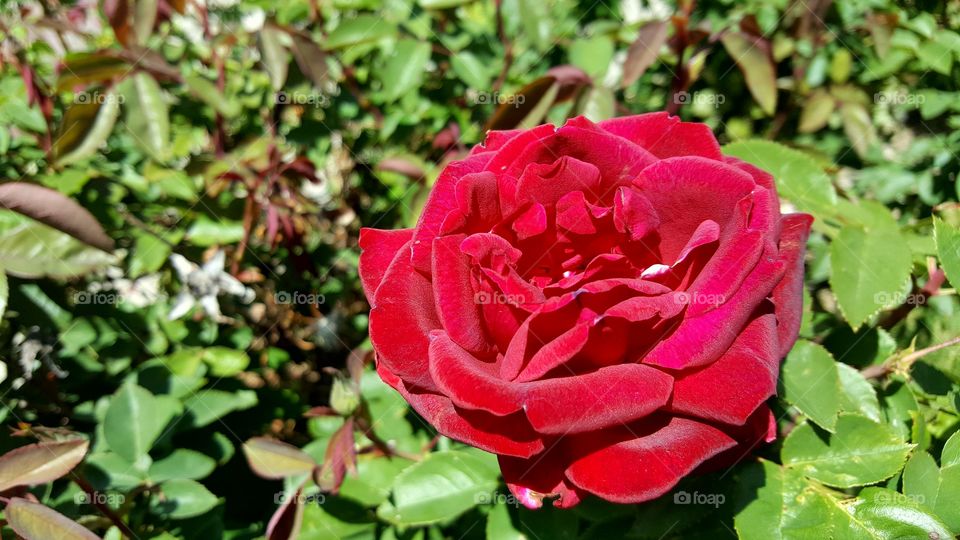 Red Rose