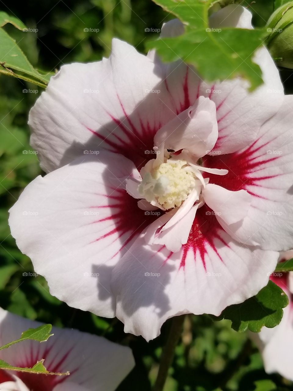 I love blooming in the warm summer sun white and red petals with a pale yellow center.