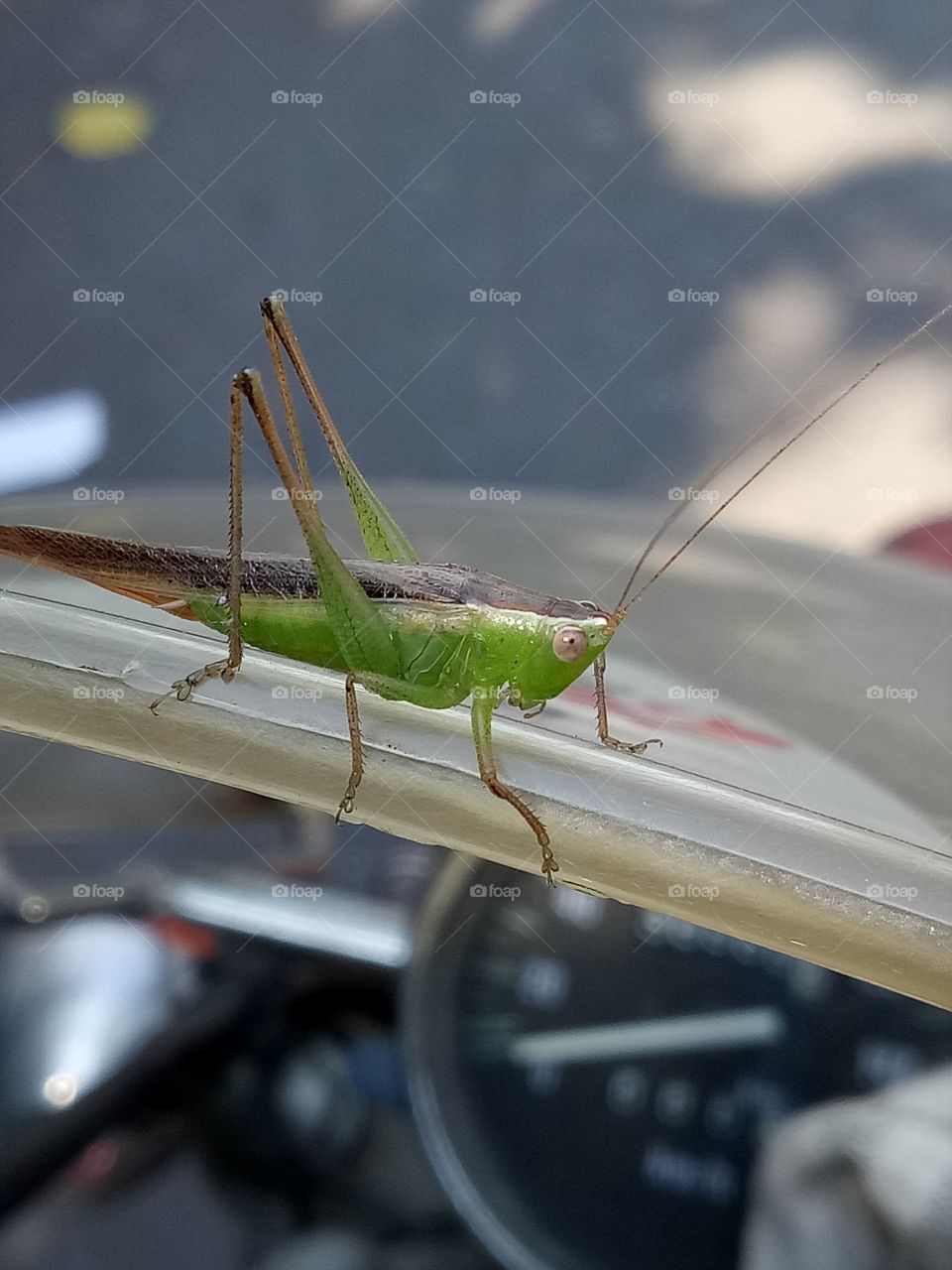 grasshopper green