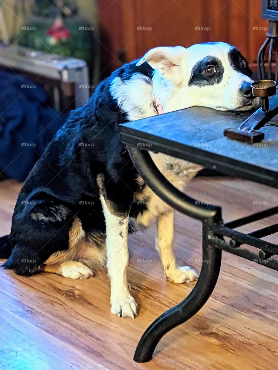 sad dog waiting for a treat