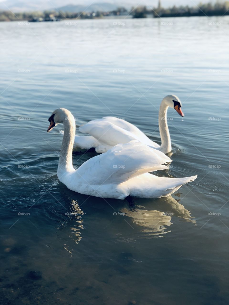 Swans