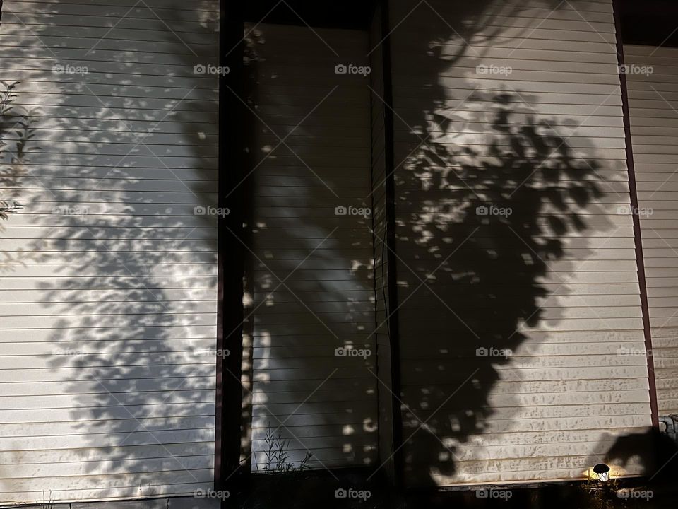 Trees casting multiple shadows