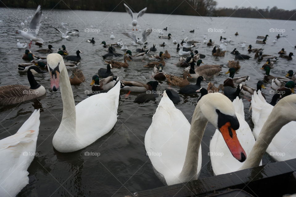 swan affair