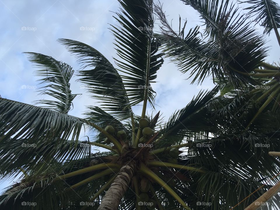 Palm, Tree, Tropical, Beach, No Person