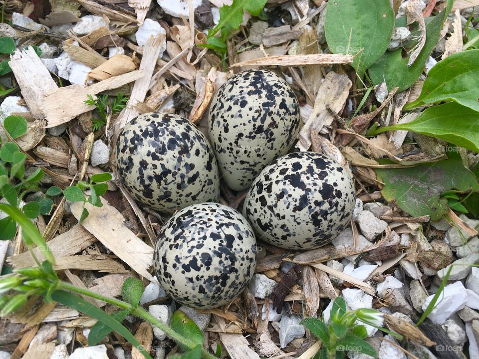 Killdeer eggs