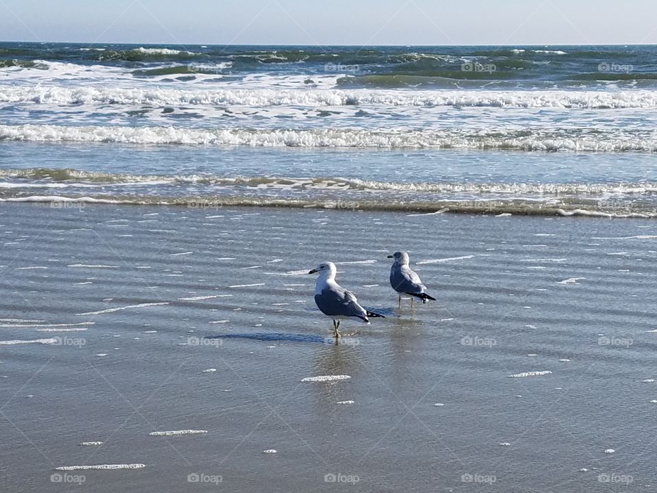 pair of seagulls at the sea shore