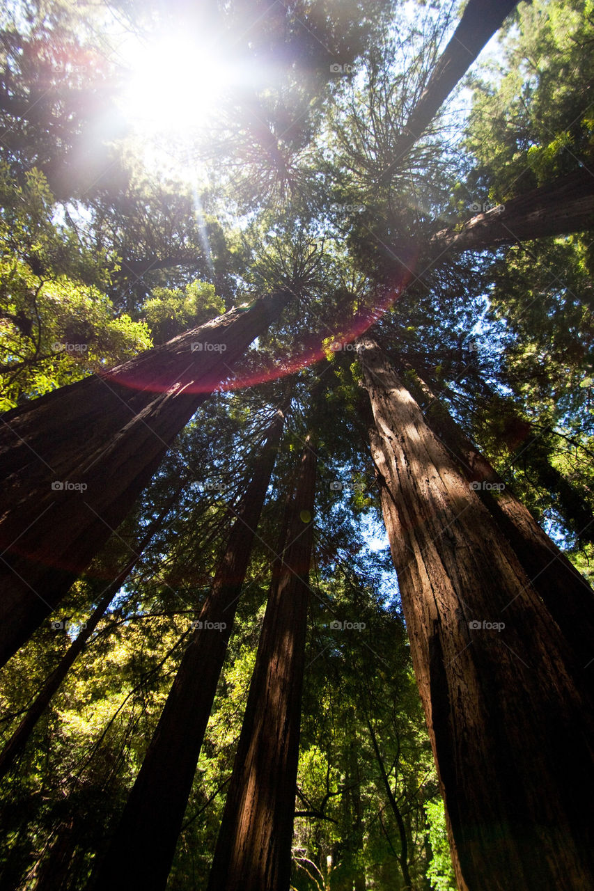 Muir woods 