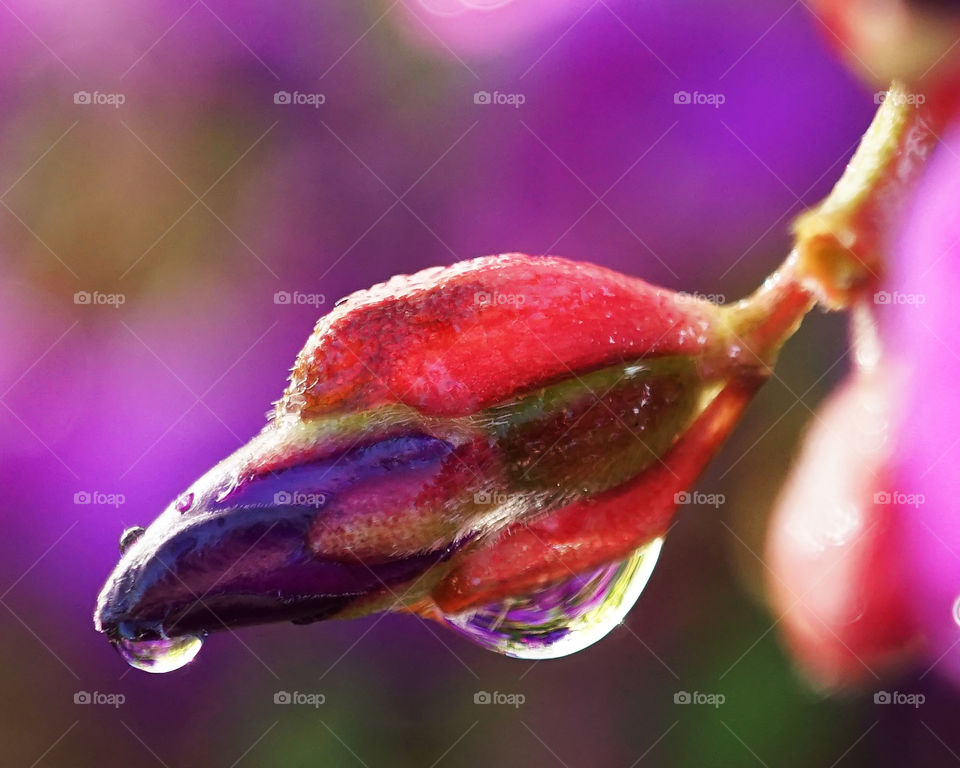 Tibouchina bud with water drop