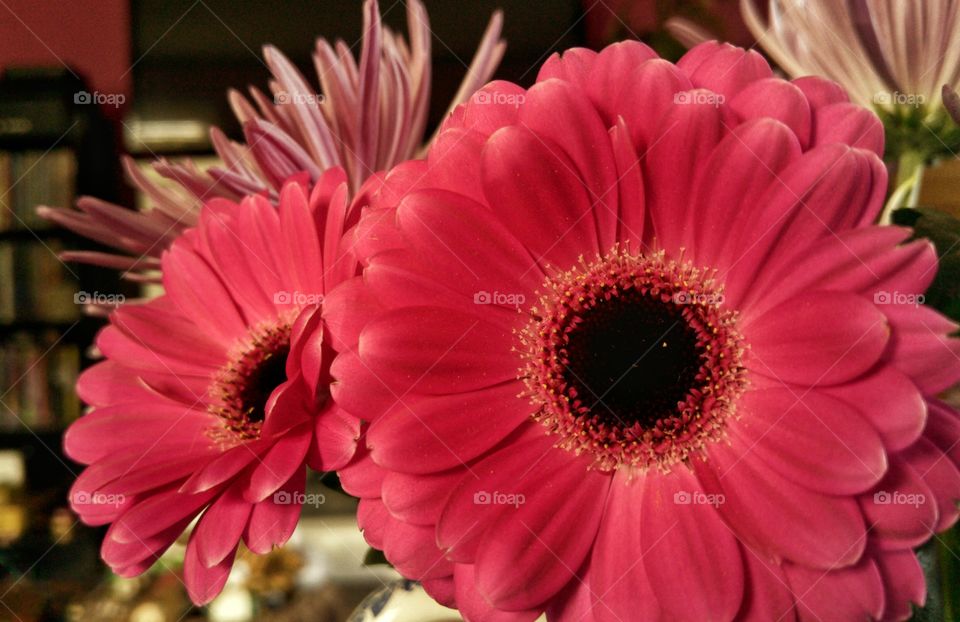 Gerber daisy