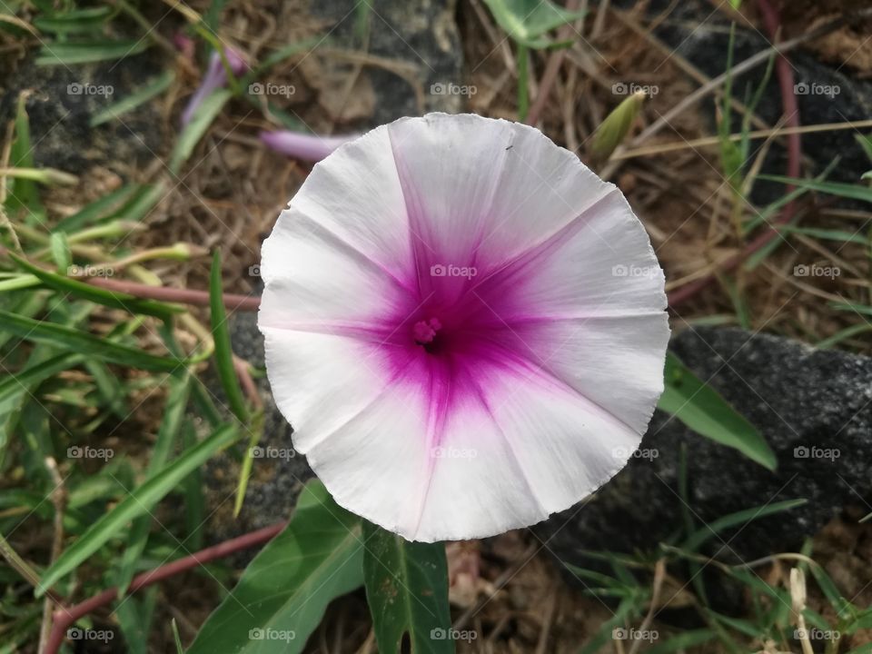 blooming flower this pic capture early morning. me and my cousin shot that pic..... very cool morning the weather was very cool always nature is precious one