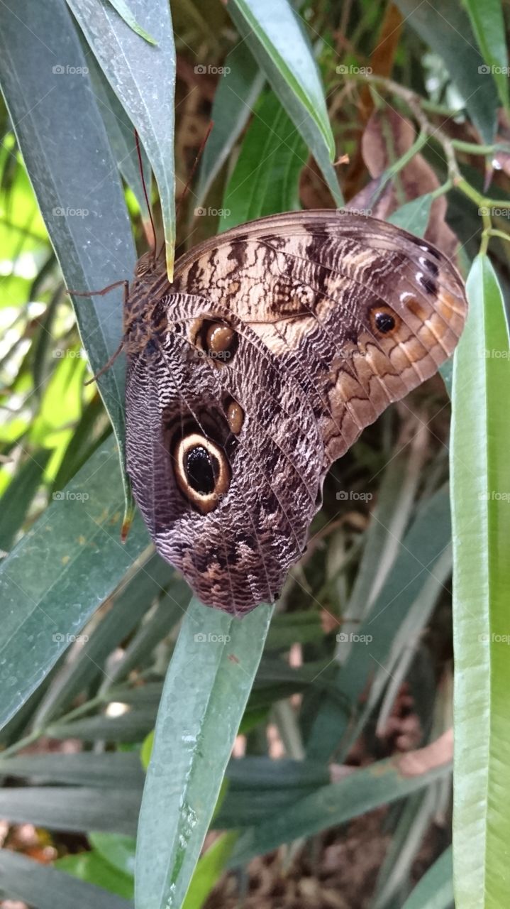 brown eye butterfly