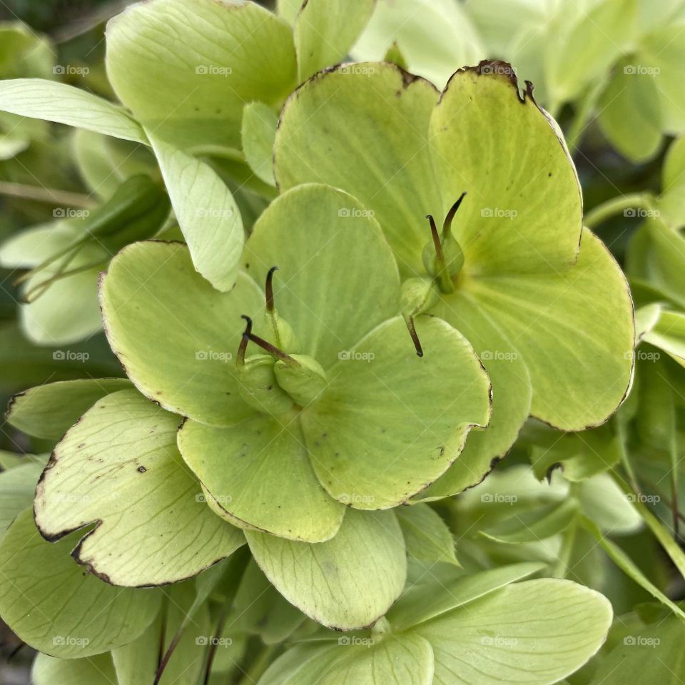 Green flowers