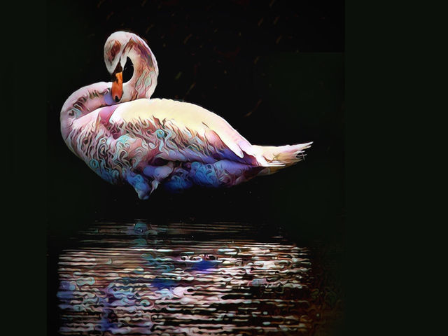 Painted Swan